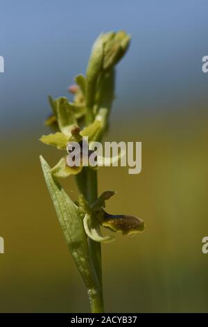 Kleine spinne Wurzel, Ophrys araneola Stockfoto