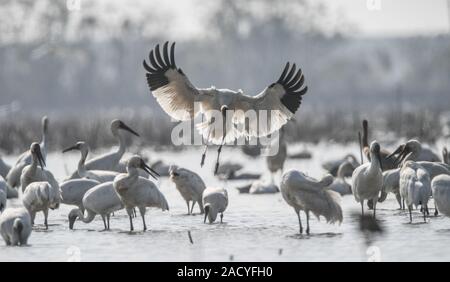 Nanchang, China. 3. Dezember, 2019. Eine White Crane fliegt in einem Feuchtgebiet von wuxing Bauernhof in Nanchang, China, Dez. 3, 2019. Credit: Zhou Mi/Xinhua/Alamy leben Nachrichten Stockfoto