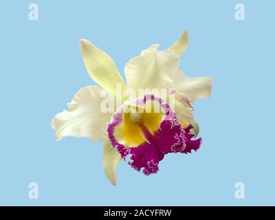 Thai cattleya Orchideen, Lila, Gelb, auf blauem Hintergrund. Stockfoto