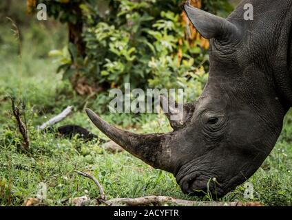 Beweidung White Rhino im Krüger National Park, Südafrika. Stockfoto