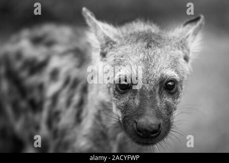 Starring Tüpfelhyäne Cub in Schwarz und Weiß in den Krüger National Park, Südafrika. Stockfoto