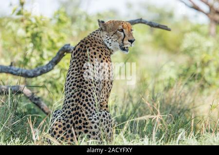 Sitzend Gepard im Krüger National Park, Südafrika. Stockfoto