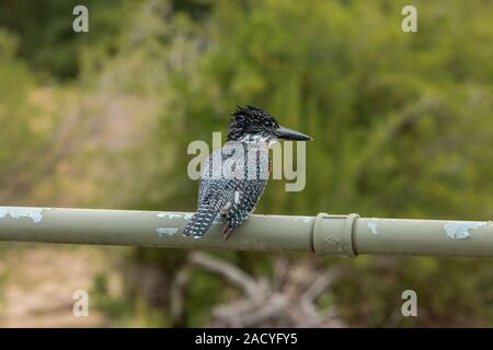 Giant Kingfisher im Krüger National Park, Südafrika. Stockfoto