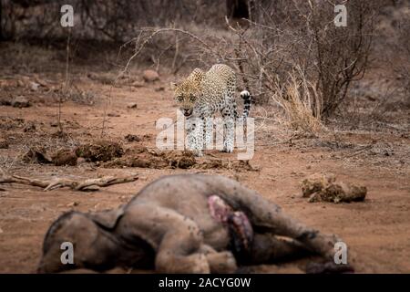 Leopard zu Fuß zu einem Elefanten Leichnam in den Krüger National Park, Südafrika. Stockfoto