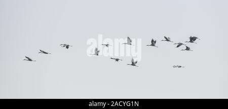 Nanchang, China. 3. Dezember, 2019. Eine Herde der weißen Kraniche fliegen über ein Feuchtgebiet von wuxing Bauernhof in Nanchang, China, Dez. 3, 2019. Credit: Zhou Mi/Xinhua/Alamy leben Nachrichten Stockfoto