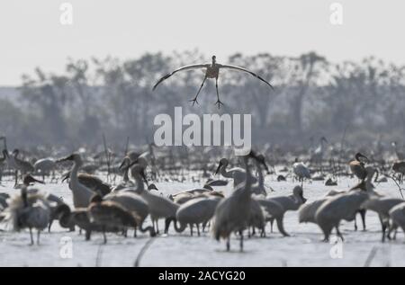 Nanchang, China. 3. Dezember, 2019. Eine White Crane fliegt in einem Feuchtgebiet von wuxing Bauernhof in Nanchang, China, Dez. 3, 2019. Credit: Zhou Mi/Xinhua/Alamy leben Nachrichten Stockfoto