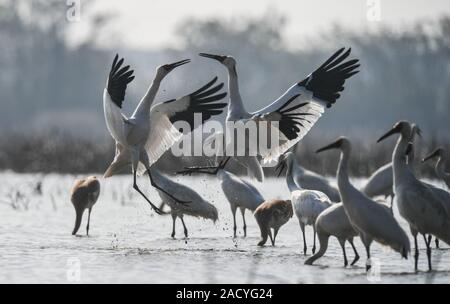 Nanchang, China. 3. Dezember, 2019. Weißen Kraniche Rest in einem Feuchtgebiet von wuxing Bauernhof in Nanchang, China, Dez. 3, 2019. Credit: Zhou Mi/Xinhua/Alamy leben Nachrichten Stockfoto