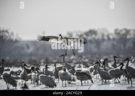 Nanchang, China. 3. Dezember, 2019. Eine White Crane fliegt in einem Feuchtgebiet von wuxing Bauernhof in Nanchang, China, Dez. 3, 2019. Credit: Zhou Mi/Xinhua/Alamy leben Nachrichten Stockfoto