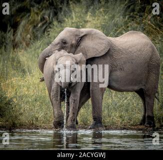 Trinken Elefanten im Kruger National Park Stockfoto