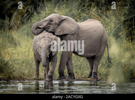 Trinken Elefanten im Kruger National Park Stockfoto