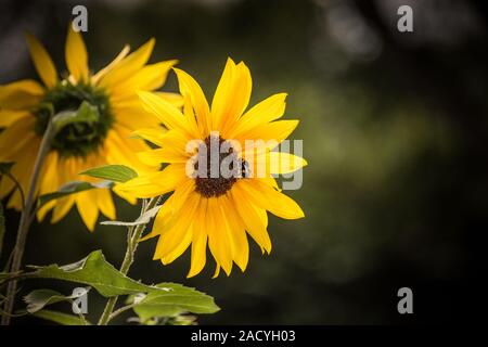 Sun Flower Köpfe gegen eine außerhalb des Fokus Hintergrund an einem sonnigen Tag Stockfoto
