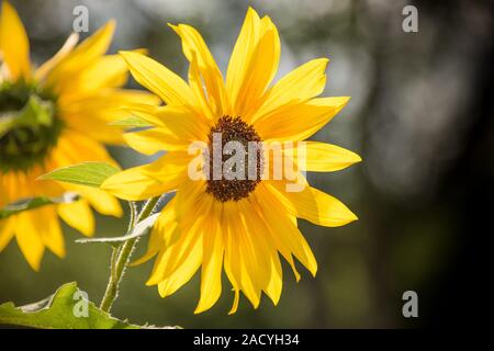 Sun Flower Köpfe gegen eine außerhalb des Fokus Hintergrund an einem sonnigen Tag Stockfoto