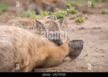 Tüpfelhyäne Mutter mit Jungtier im Krüger National Park Stockfoto
