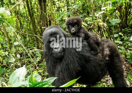 Mutter Mountain Gorilla mit einem Baby Gorillas im Virunga National Park Stockfoto