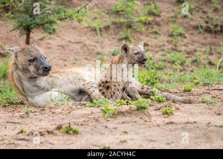 Tüpfelhyäne Mutter mit Jungtier im Krüger National Park Stockfoto