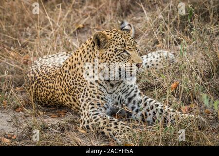 Leopard mit in das Gras im Sabi Sands Stockfoto