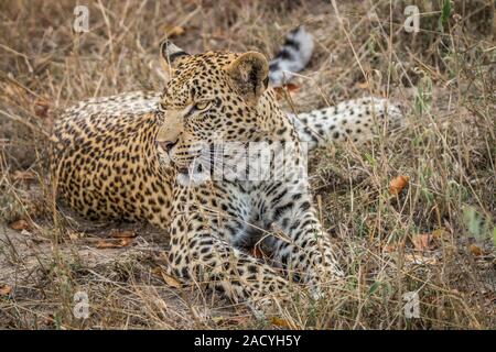 Leopard mit in das Gras im Sabi Sands Stockfoto