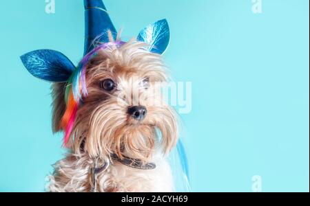 Porträt eines Yorkshire Terrier Welpen in ein Einhorn Kostüm auf hellem Hintergrund Nahaufnahme Stockfoto