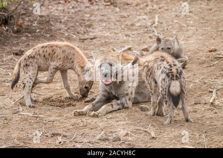 Tüpfelhyänenjunge mit Mutter Hyäne im Krüger National Park Stockfoto