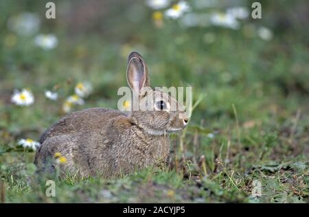 Europäische Kaninchen, die Neugeborenen völlig auf ihre Mutter angewiesen sind. Stockfoto