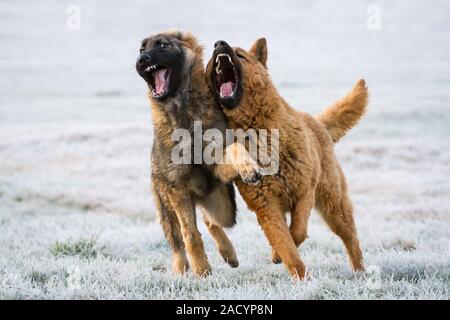 Zwei Hunde im Schnee spielen, einem Deutschen Schäferhund Welpen und eine Westerwälder Kuhhund (alte Deutsche Schäferhund) Stockfoto