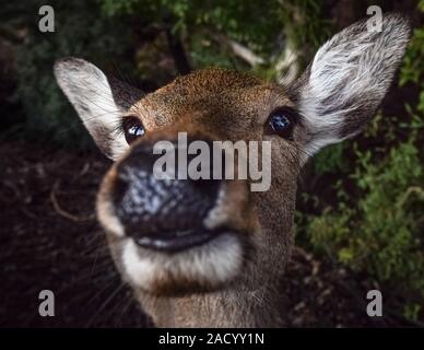 Close-up auf eine lustige Hirsch Gesicht in Nara, Japan. Stockfoto