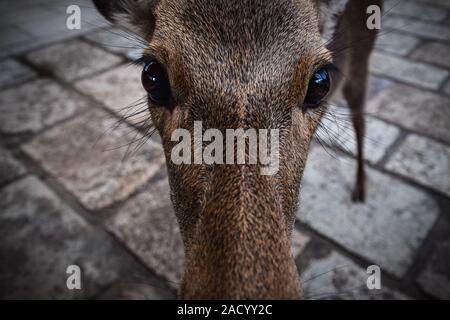 Close-up auf eine lustige Hirsch Gesicht in Nara, Japan. Stockfoto