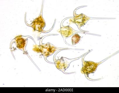 Dinoflagellaten - Stockfoto