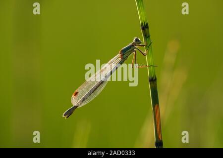 Emerald Damselfly (Lestes sponsa) Weibliche thront auf einem Reed an Priddy Mineries in die Mendip Hills, Somerset. Stockfoto