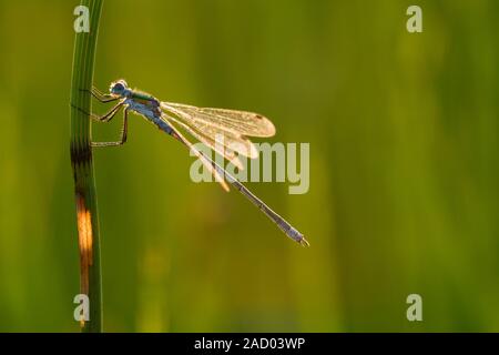 Emerald Damselfly (Lestes sponsa) Männliche thront auf einem Reed an Priddy Mineries in die Mendip Hills, Somerset. Stockfoto