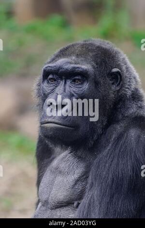 Weibliche Westlicher Flachlandgorilla (Gorilla gorilla Gorilla), Leiter portrait Stockfoto