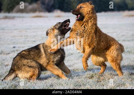 Zwei Hunde im Schnee spielen, einem Deutschen Schäferhund Welpen und eine Westerwälder Kuhhund (alte Deutsche Schäferhund) Stockfoto