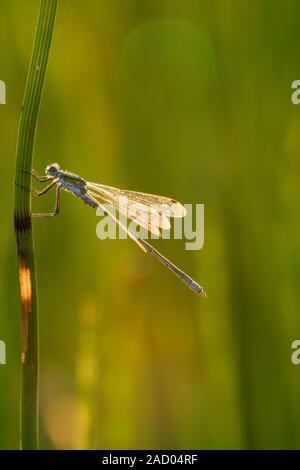 Emerald Damselfly (Lestes sponsa) Männliche thront auf einem Reed an Priddy Mineries in die Mendip Hills, Somerset. Stockfoto