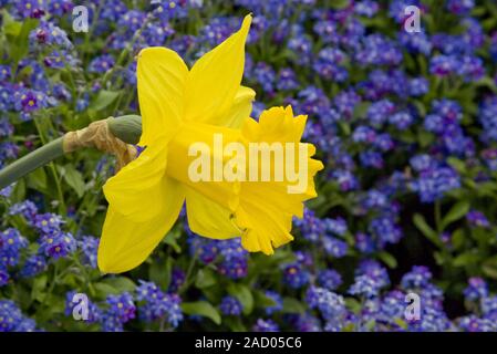 Die fastenzeit Lilie Narzisse pseudonarcissus mit Vergiss mich nicht Myosotis Stockfoto