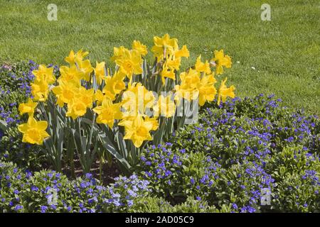 Die Fastenzeit lilys Narcissus pseudonarcissus mit Vergiss mich nicht Myosotis Stockfoto