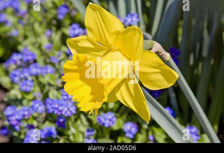 Die Fastenzeit lilys Narcissus pseudonarcissus mit Vergiss mich nicht Myosotis Stockfoto