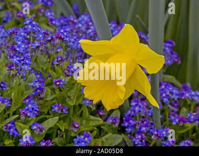 Die Fastenzeit lilys Narcissus pseudonarcissus mit Vergiss mich nicht Myosotis Stockfoto