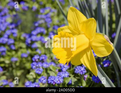 Die Fastenzeit lilys Narcissus pseudonarcissus mit Vergiss mich nicht Myosotis Stockfoto