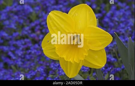 Die fastenzeit Lilie Narzisse pseudonarcissus mit Vergiss mich nicht Myosotis Stockfoto