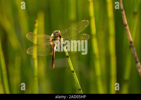 Schwarz Darter Dragonfly (Sympetrum danae) Weibliche thront auf einem Reed an Priddy Mineries in die Mendip Hills, Somerset. Stockfoto