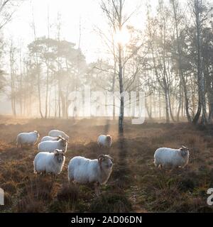 Herde der niederländischen Schafe am frühen Morgen herbstliche Heide in der Nähe von Utrecht im warmen Sonnenlicht in Holland Stockfoto