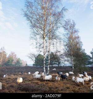 Herde der niederländischen Schafe am frühen Morgen herbstliche Heide in der Nähe von Utrecht im warmen Sonnenlicht in Holland Stockfoto