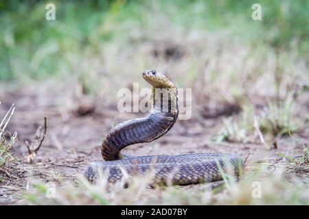 Snouted cobra auf dem Boden. Stockfoto