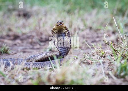 Snouted cobra auf dem Boden. Stockfoto