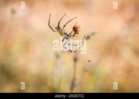 Weibliche Golden-orb Spinne im Netz mit ihrer Beute in die selati Game Reserve. Stockfoto