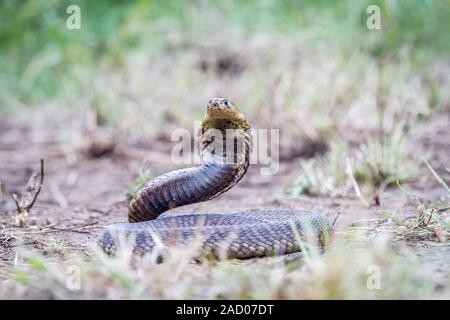 Snouted cobra auf dem Boden. Stockfoto