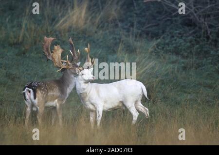 Damwild, gibt es vier Variationen im Wappen von Weiß zu Schwarz Stockfoto