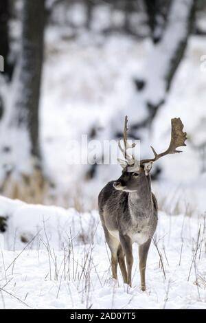 Damwild, gibt es vier Variationen im Wappen von weiß bis schwarz existiert Stockfoto