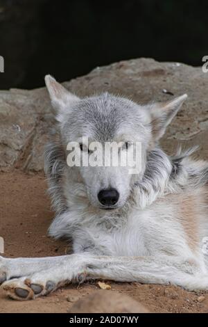 Tundra Wolf (Canis lupus albus), liegen auf Sand Oberfläche Stockfoto