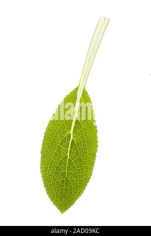 Blatt einer Pflanze (Stachys byzantina Wollziest) Stockfoto